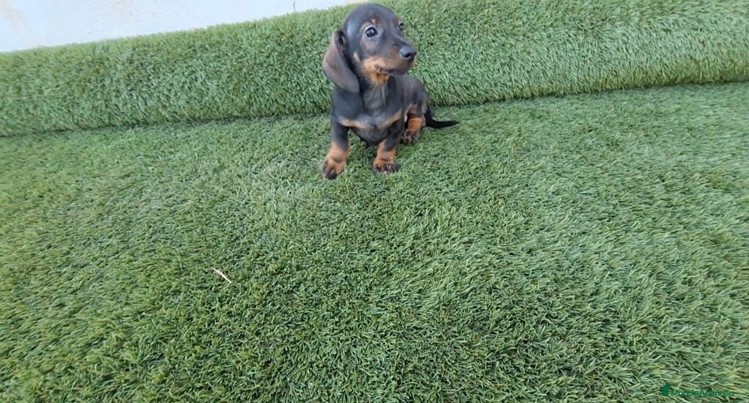 Teckel Miniatura perros TECKEL MINI  - Anuncio 1