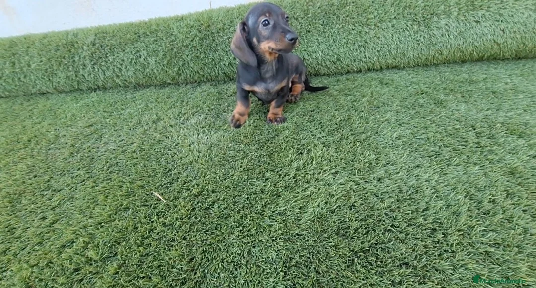 Teckel Miniatura perros en venta: TECKEL MINI  - Anuncio 1