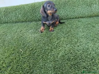 Teckel Miniatura perros TECKEL MINI - Anuncio 1