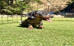 Teckel Miniatura perros en venta: Teckel miniaturas varias camadas disponibles  - Imagen 1