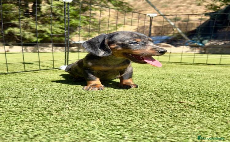 Teckel Miniatura perros - Anuncio 15