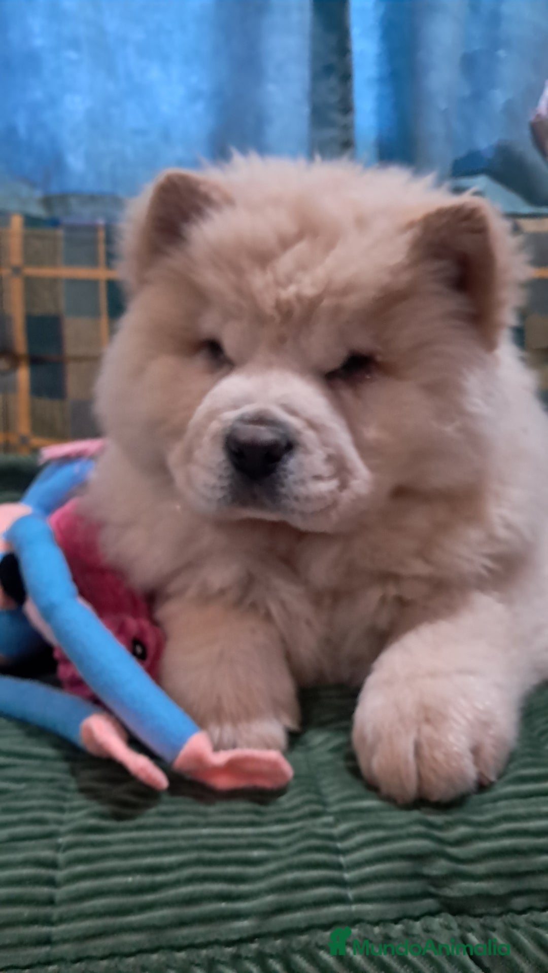 Chow Chow perros en venta: Bebés Chow-Chow  - Anuncio 5