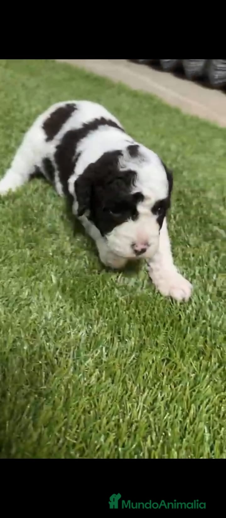 Perro de Agua Español perros Perros de agua Español - Anuncio 1