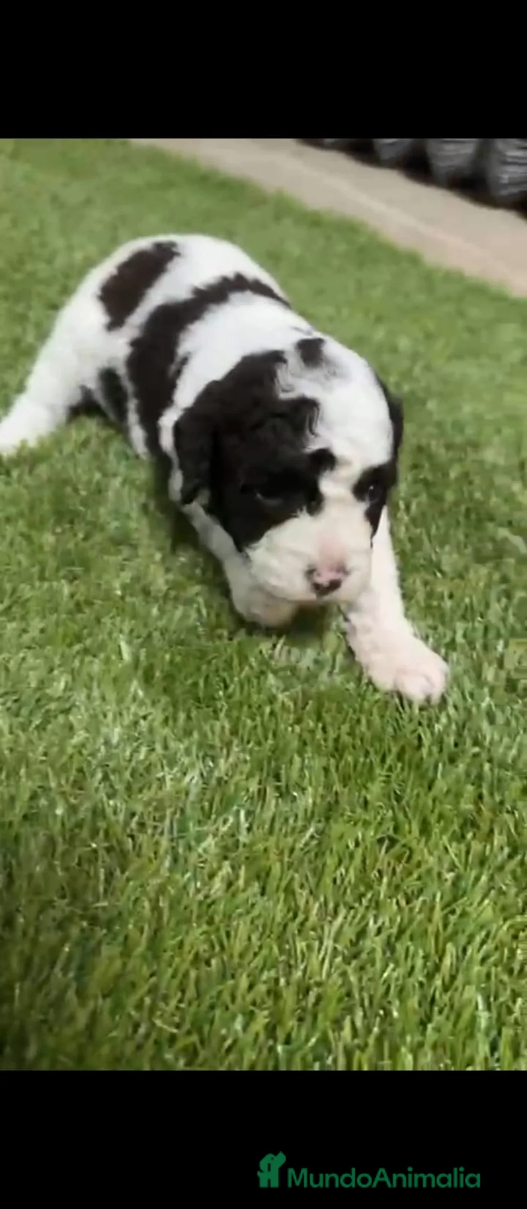 Perro de Agua Español perros en venta: Perros de agua Español - Anuncio 1