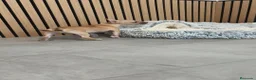 Chihuahua perros en venta: Chihuahua Macho 🦌 - Anuncio 8
