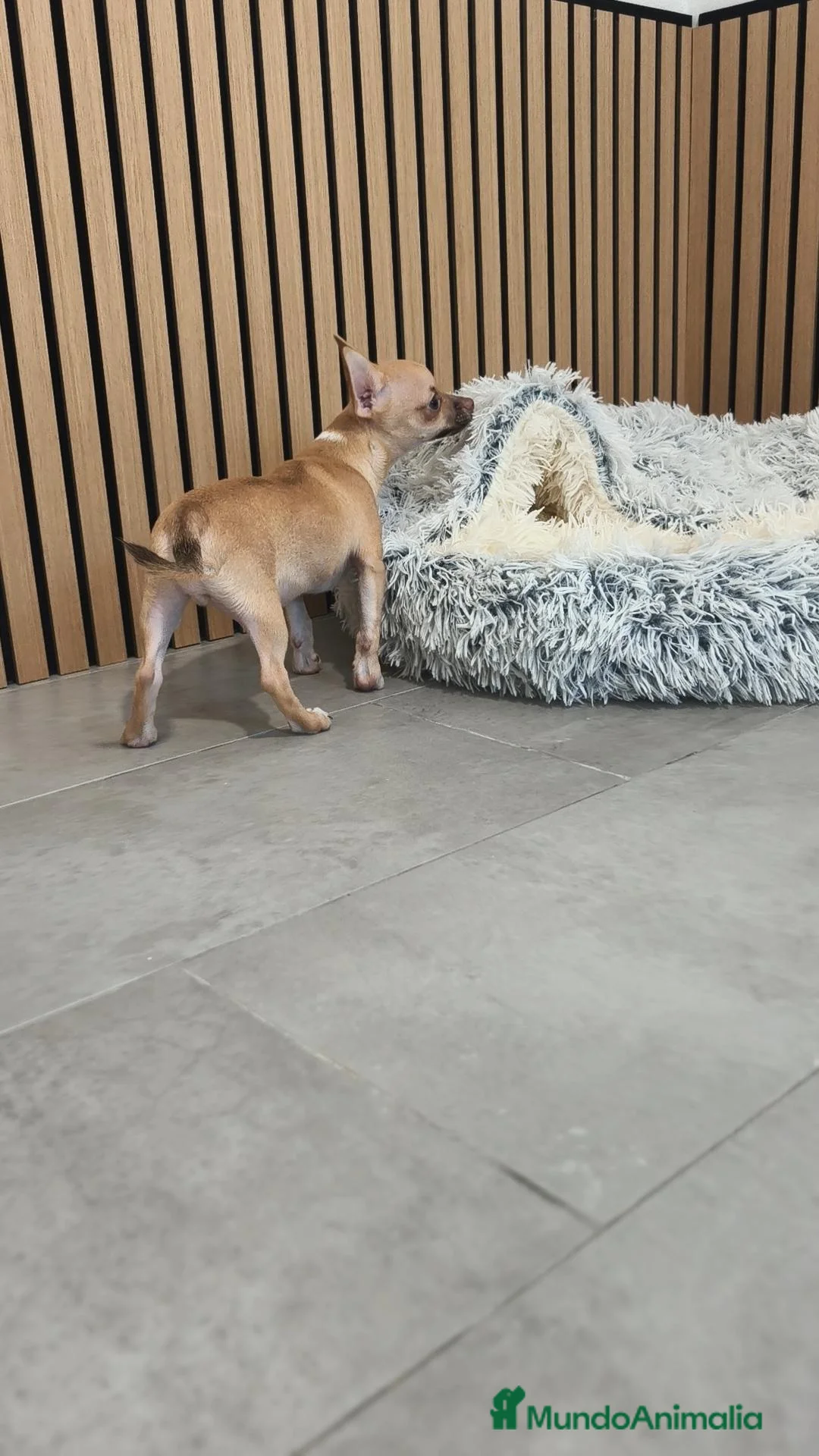 Chihuahua perros en venta: Chihuahua Macho 🦌 - Anuncio 8