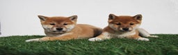Shiba Inu perros en venta: SHIBA INU . CACHORROS en Madrid - Anuncio 3