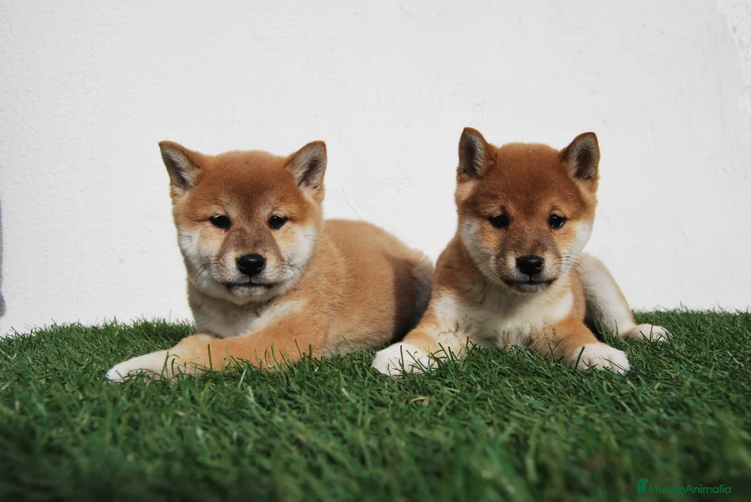 Shiba Inu perros en venta: SHIBA INU . CACHORROS en Madrid - Anuncio 3