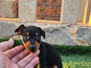 Pinscher Miniatura perros Preciosos cachorritos - Anuncio 8