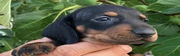 Teckel Miniatura perros en venta:  👑 Teckel Mini Negro Fuego | Financiación Fácil - Anuncio 3