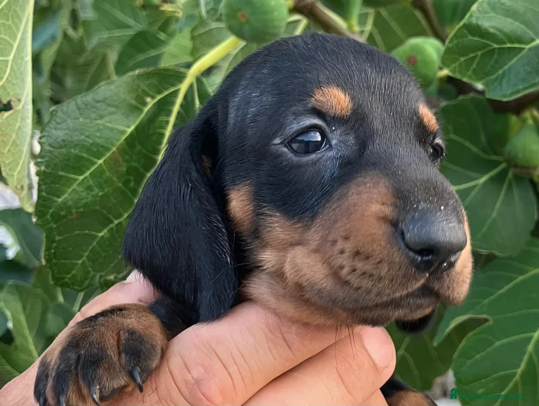 Teckel Miniatura perros en venta:  👑 Teckel Mini Negro Fuego | Financiación Fácil - Anuncio 3