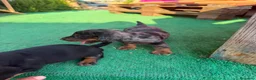 Teckel perros en venta: Teckel - Anuncio 5