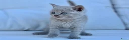 Británico de Pelo Corto gatos en venta: BRITISHSHORTHAIR LILAC ESPECTACULAR! - Anuncio 4