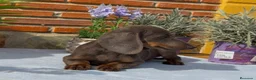 Teckel Miniatura perros en venta: Ultimos teckel  - Anuncio 4