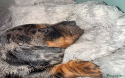 Teckel Miniatura perros en venta: Preciosa camada de Teckel mini  - Anuncio 5