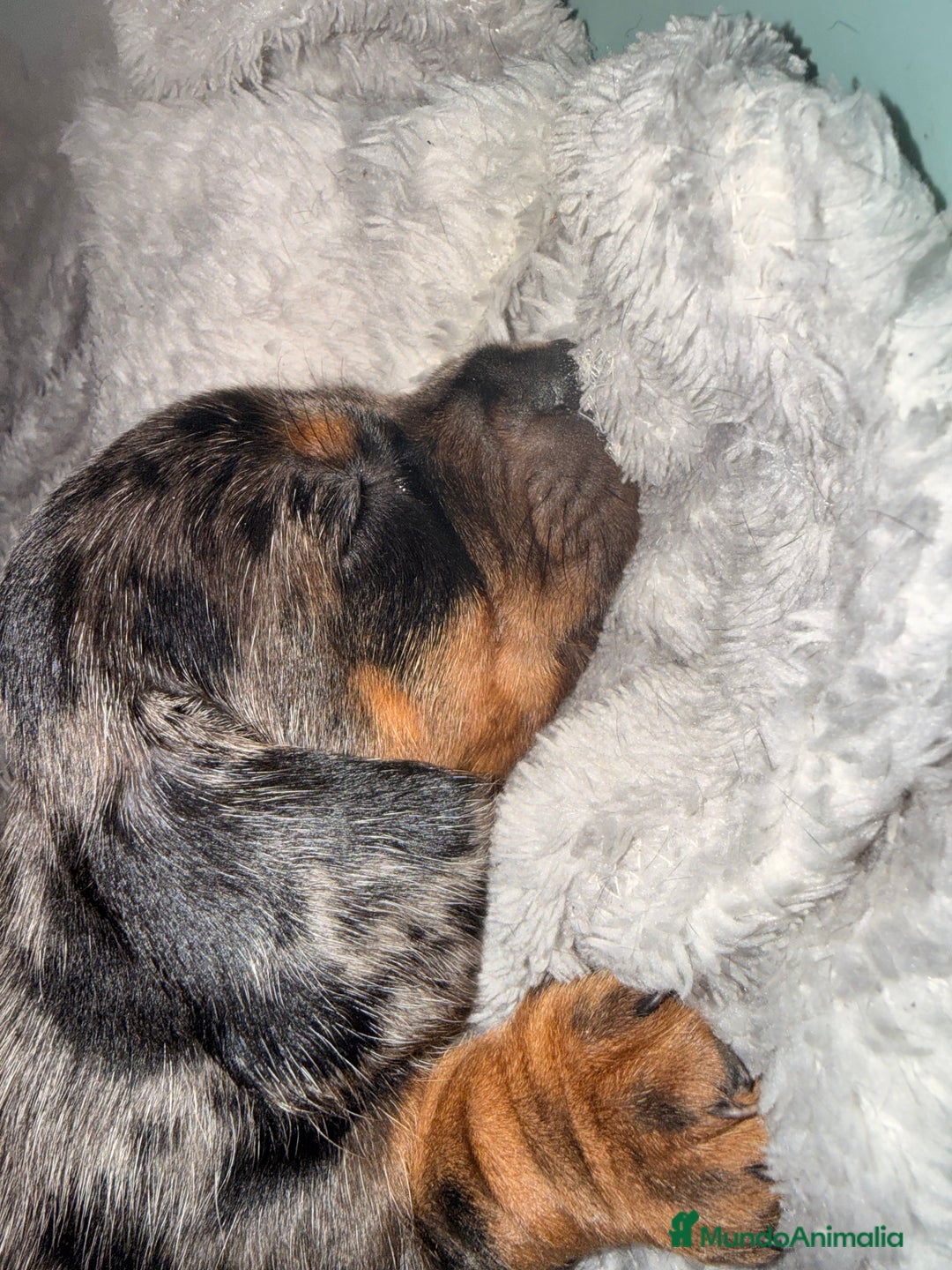 Teckel Miniatura perros en venta: Preciosa camada de Teckel mini  - Anuncio 5