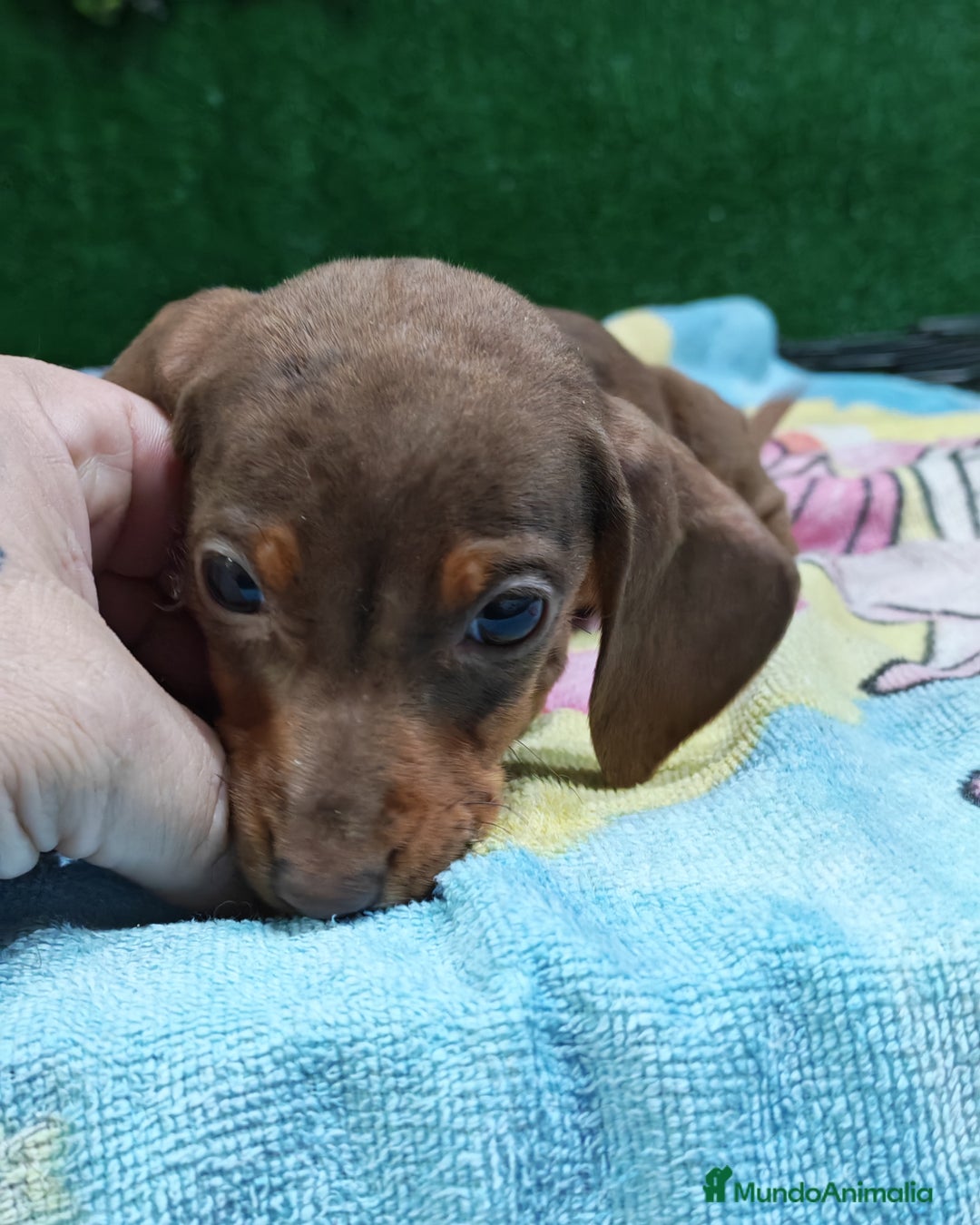 Teckel perros en venta: 🌟Tekel Arlequín y Negros fuego🌟 - Anuncio 3