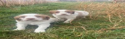 Épagneul Breton perros en venta: Epagneul bretón  en Teruel - Anuncio 7