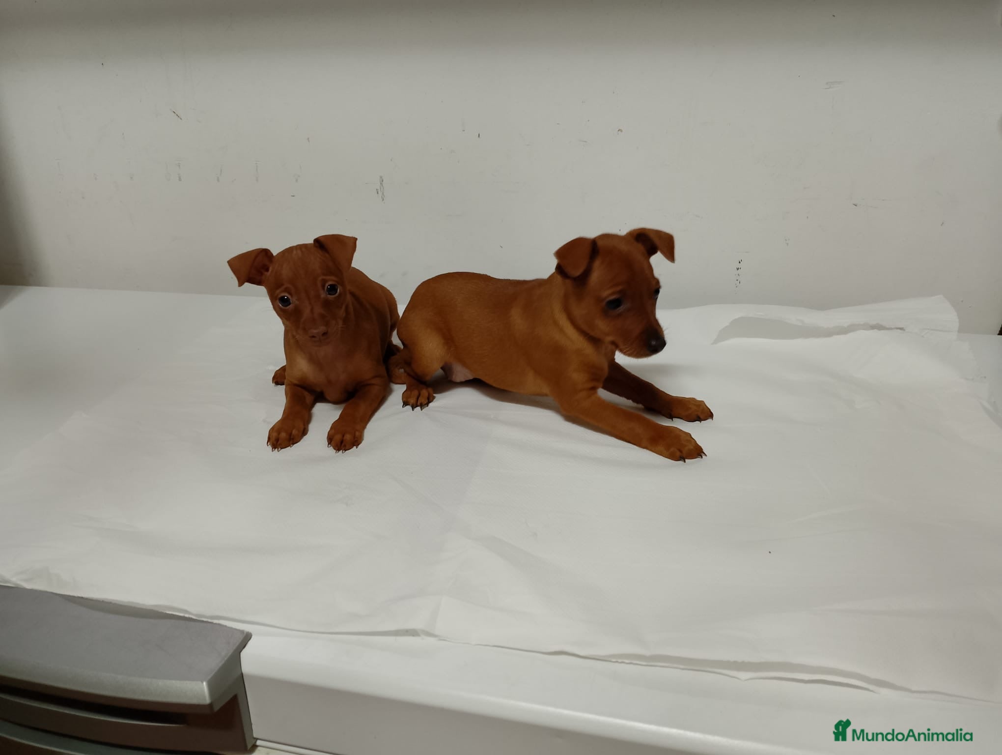 Pinscher Miniatura perros Pinscher rojos y negro fuego🐶🐾 - Anuncio 2