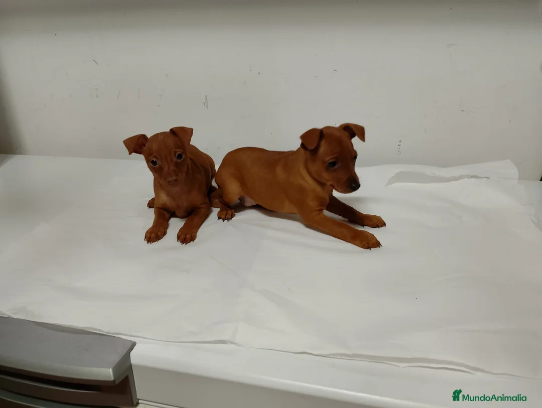 Pinscher Miniatura perros en venta: Pinscher rojos y negro fuego🐶🐾 - Anuncio 1