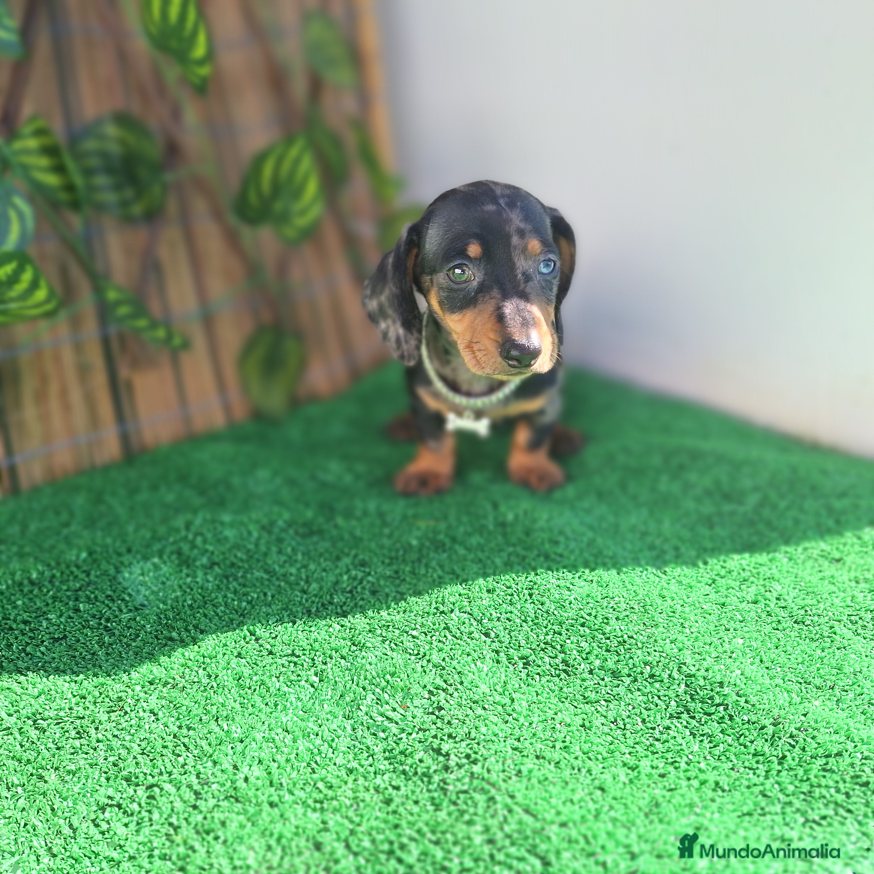 Teckel Miniatura perros TECKEL MINIATURA ARLEQUIN  - Anuncio 1