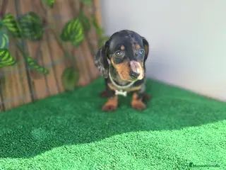 Teckel Miniatura perros TECKEL MINIATURA ARLEQUIN - Anuncio 1