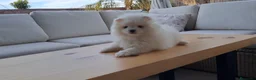 Pomerania perros en venta: Cachorrito de Pomerania  - Anuncio 4