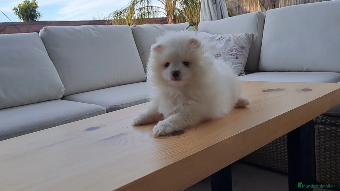 Pomerania perros en venta: Cachorrito de Pomerania  - Anuncio 4
