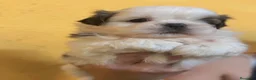 Shih Tzu perros en venta: Shih Tzu hembra  - Anuncio 2