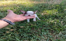 Chihuahua perros en venta: 🐶✨ Cachorros Chihuahua de Línea Exclusiva ✨🐶 - Imagen 15