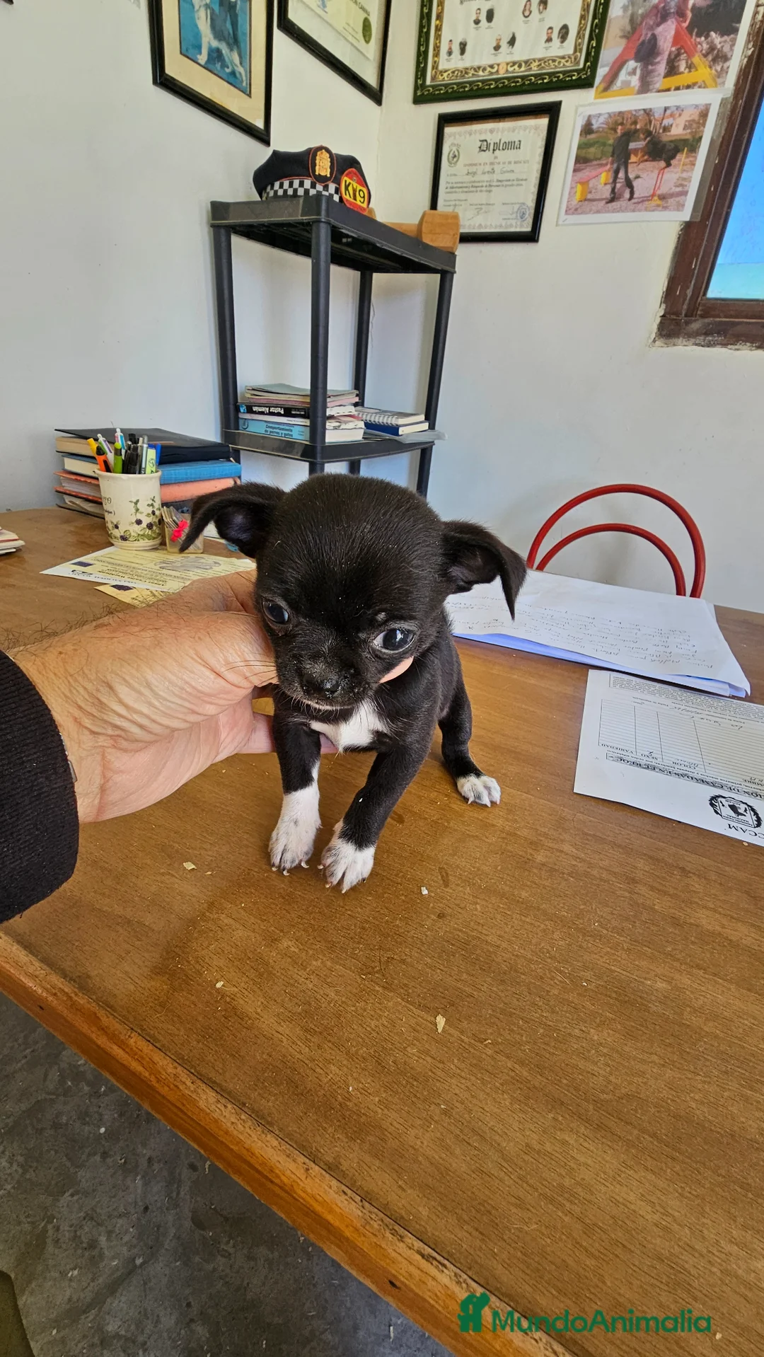 Chihuahua perros en venta: Bonito chihuahua mini - Anuncio 2