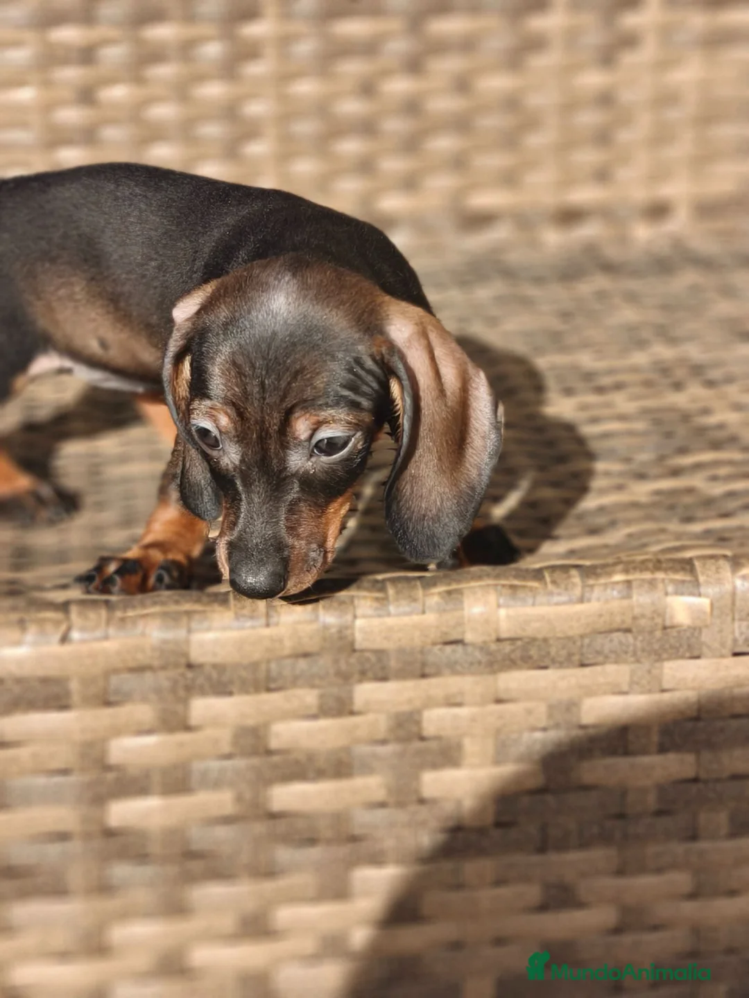 Teckel Miniatura perros en venta: Teckel Mini hembra disponible  - Anuncio 2