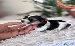 Yorkshire Terrier perros en venta: YORKSHIRE BIEWER - Anuncio 4