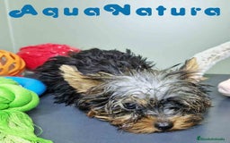 Yorkshire Terrier perros en venta: Yorkshire Macho CJMM 2435 AQUANATURA - Imagen 3