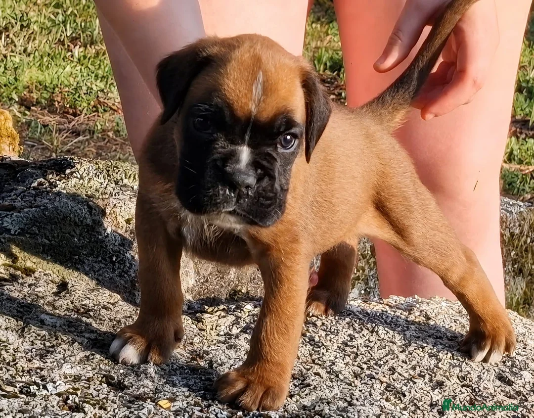 Boxer perros en venta: cachorros de boxer - Anuncio 2
