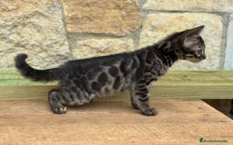 Bengalí gatos en venta: Cachorros bengalíes  - Imagen 2