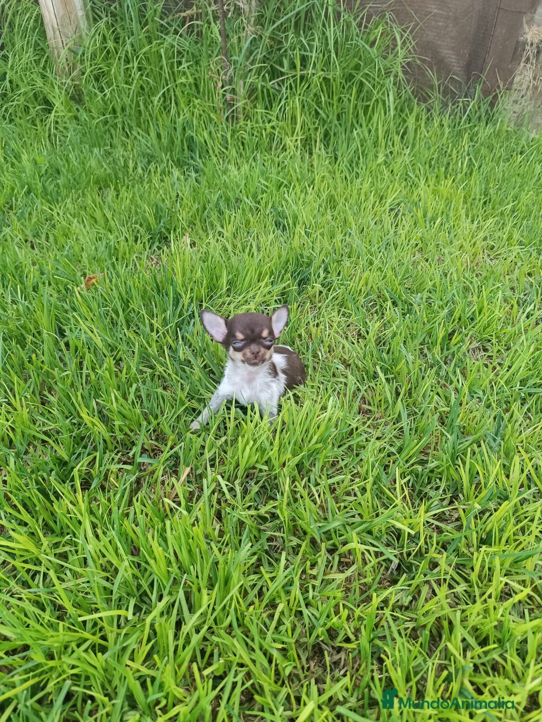 Chihuahua perros en venta: Chocolate toys chihuahua  - Imagen 3