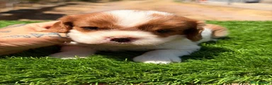 Cavalier King Charles Spaniel 2