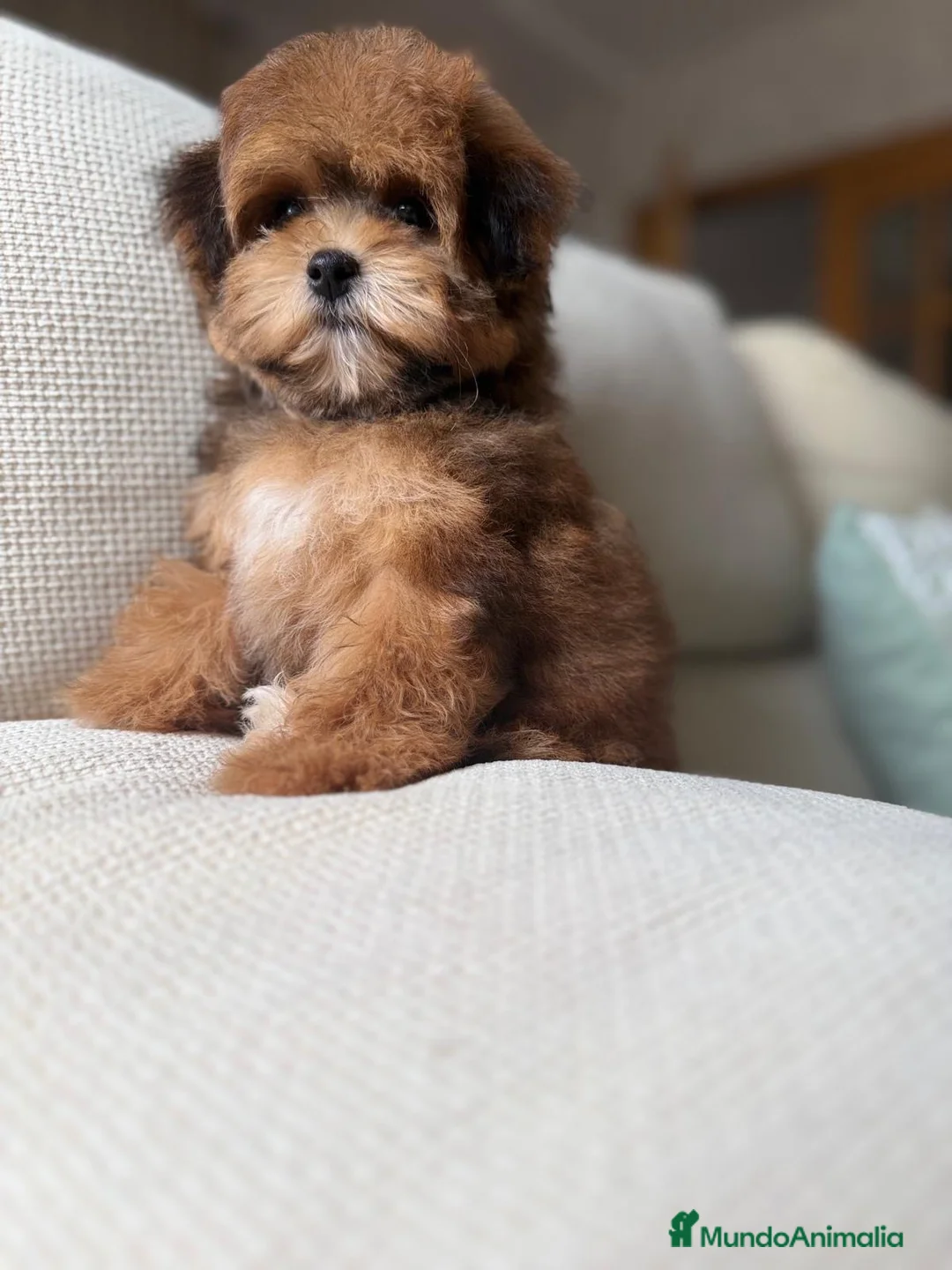 Maltipoo perros en venta: Maltipoo Toy, con mucha solidificación de color!! - Anuncio 2