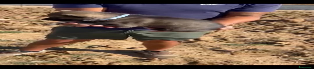 Perro Lobo Checoslovaco Cachorro 3