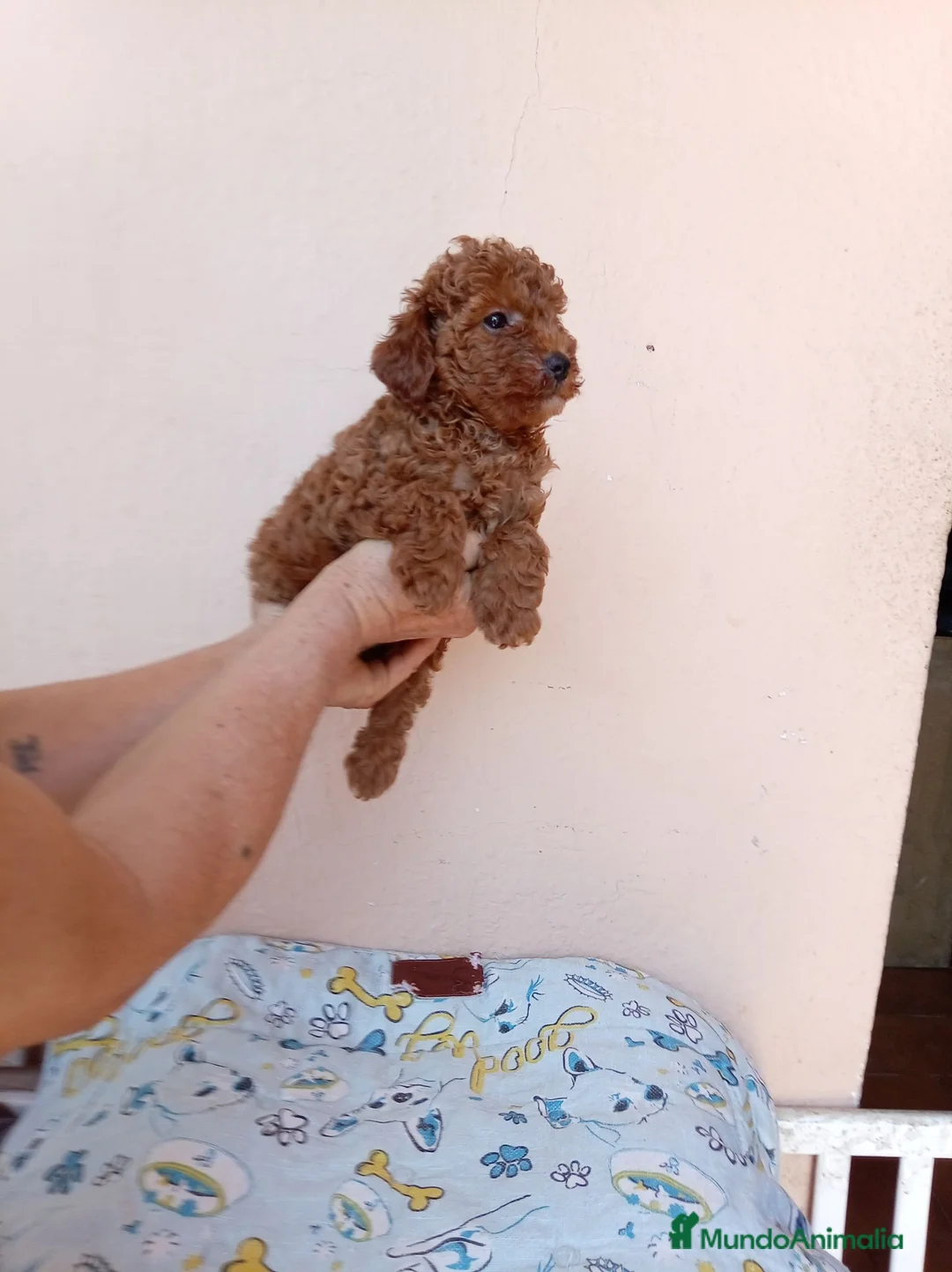 Caniche Toy perros en venta: Caniche toy asiatico - Anuncio 2