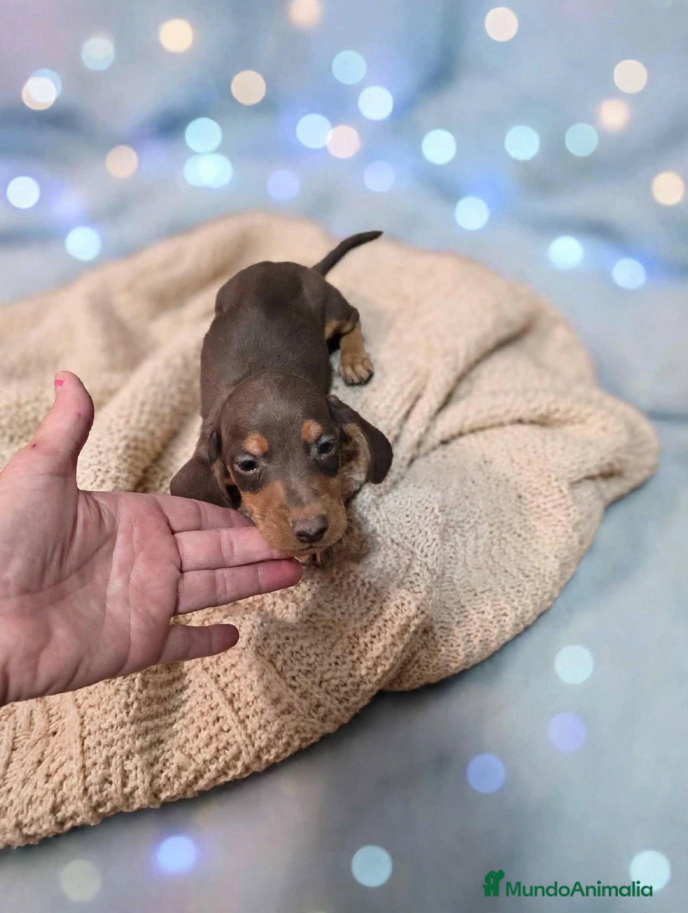 Teckel Miniatura perros en venta: Teckel kanichen ‼️ - Anuncio 1