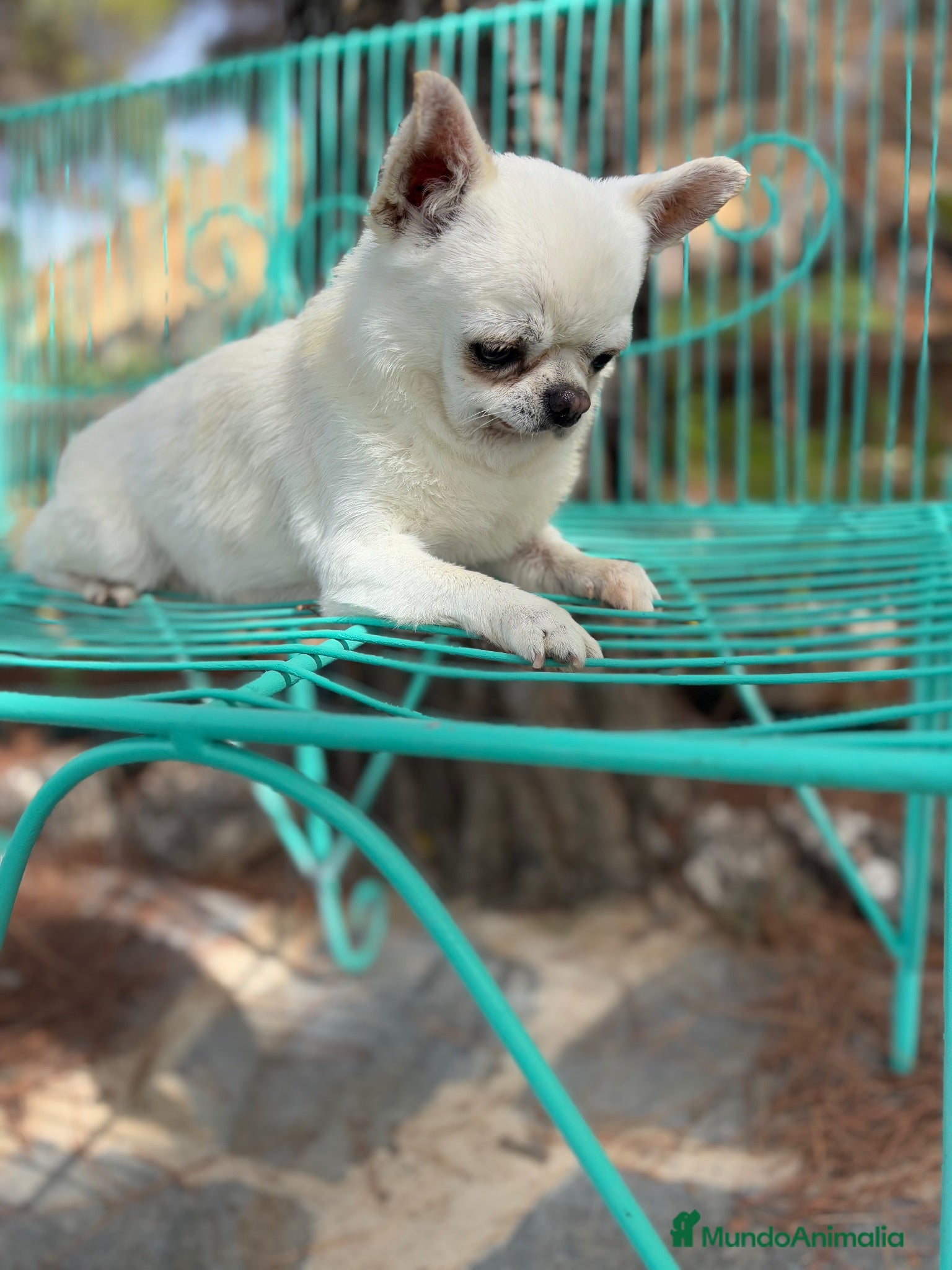 Chihuahua perros Chihuhuas excelentes ejemplares - Anuncio 2
