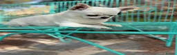 Chihuahua perros en venta: Chihuhuas excelentes ejemplares - Anuncio 1