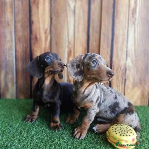 Teckel perros Teckel canichen - Anuncio 27