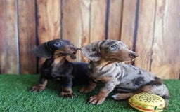 Teckel perros en venta: Teckel canichen - Imagen 1
