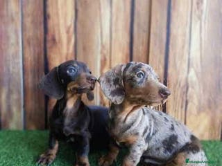 Teckel perros Teckel canichen - Anuncio 34