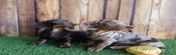 Teckel perros en venta: Teckel canichen - Anuncio 1
