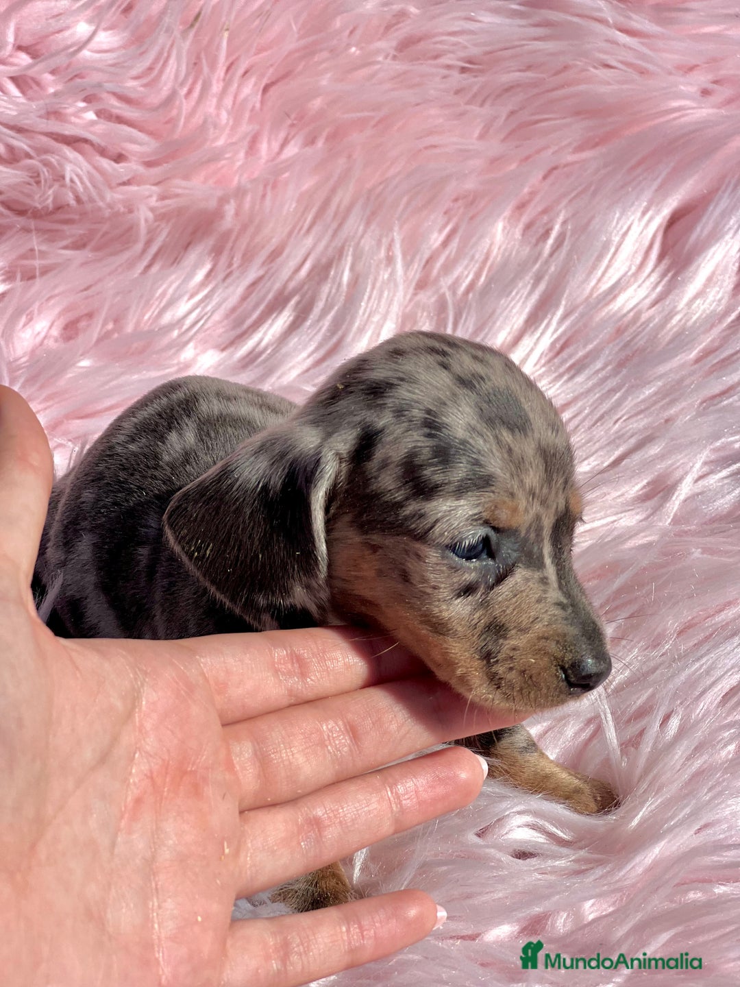 Teckel Miniatura perros en venta: Teckel Kaninchen arlequín - Imagen 3