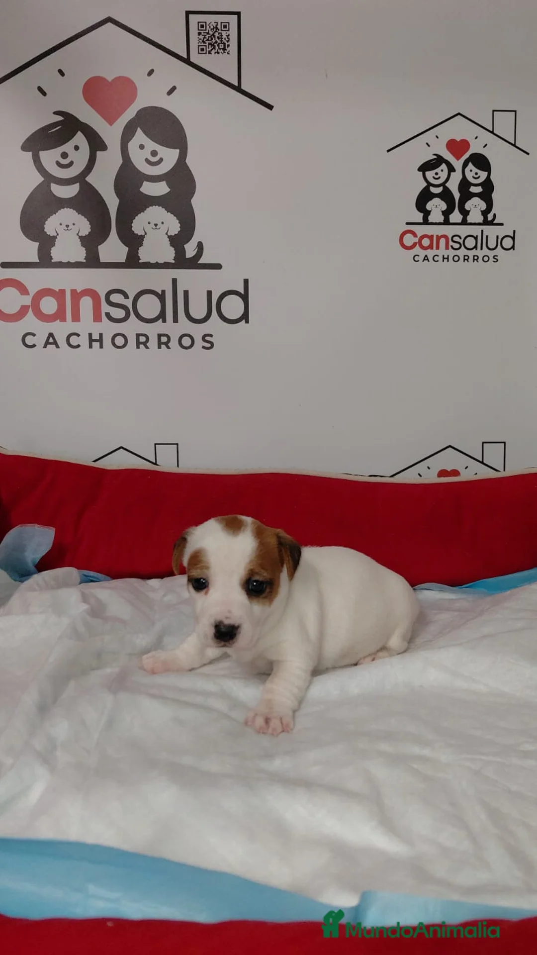 Jack Russell Terrier perros en venta: Jack Russell  - Anuncio 6